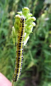 Attēlu rezultāti vaicājumam “Calophasia lunula”