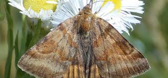 Attēlu rezultāti vaicājumam “Euclidia glyphica”