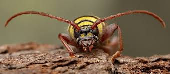 Attēlu rezultāti vaicājumam “Plagionotus detritus imago”