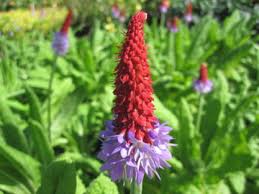 Attēlu rezultāti vaicājumam “Primula veris var. rubra flower”