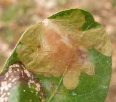 Attēlu rezultāti vaicājumam “Tischeria ekebladella”