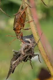 Attēlu rezultāti vaicājumam “Picromerus bidens”