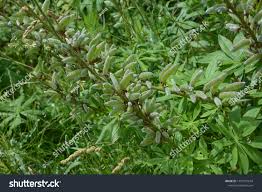 Attēlu rezultāti vaicājumam “Lupinus polyphyllus fruit”