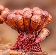 Attēlu rezultāti vaicājumam “Metatrichia vesparia”