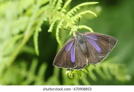 Attēlu rezultāti vaicājumam “Favonius quercus”