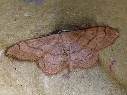 Attēlu rezultāti vaicājumam “Idaea aversata”