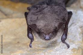 Attēlu rezultāti vaicājumam “Myotis dasycneme”