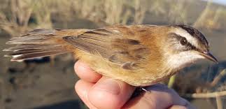 Image result for Acrocephalus aedon