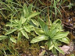 Attēlu rezultāti vaicājumam “Pinguicula vulgaris fruit”