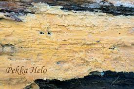 Attēlu rezultāti vaicājumam “Phlebia serialis”