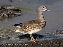 Attēlu rezultāti vaicājumam “Aix galericulata”