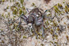 Attēlu rezultāti vaicājumam “Cicindela hybrida”