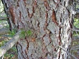 Attēlu rezultāti vaicājumam “Larix decidua var. polonica”