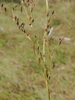 Attēlu rezultāti vaicājumam “Juncus gerardii leaf”