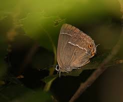 Attēlu rezultāti vaicājumam “Favonius quercus”