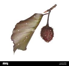 Attēlu rezultāti vaicājumam “Fagus sylvatica fo. purpurea fruit”