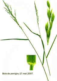 Attēlu rezultāti vaicājumam “Poa nemoralis”