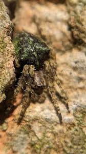 Attēlu rezultāti vaicājumam “Gibbaranea gibbosa”