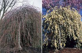 Attēlu rezultāti vaicājumam “Salix caprea”