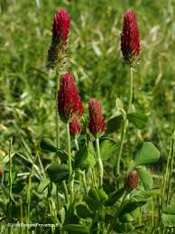 Image result for Trifolium incarnatum