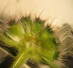 Attēlu rezultāti vaicājumam “Knautia arvensis fruit”