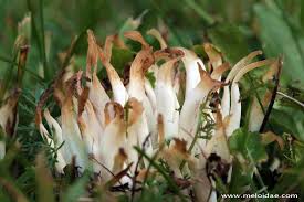 Attēlu rezultāti vaicājumam “Clavaria fumosa”