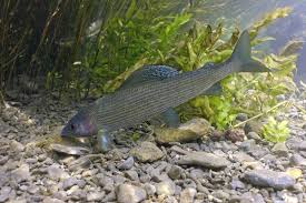 Image result for Thymallus thymallus