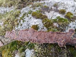 Attēlu rezultāti vaicājumam “Hymenochaete tabacina”