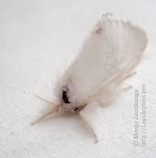 Attēlu rezultāti vaicājumam “Euproctis similis imago”