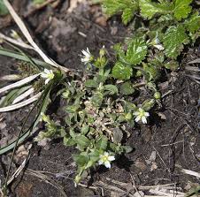 Attēlu rezultāti vaicājumam “Cerastium holosteoides fruit”