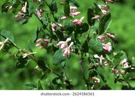 Attēlu rezultāti vaicājumam “Lonicera tatarica bud”