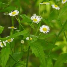 Attēlu rezultāti vaicājumam “Erigeron annuus flower”