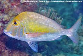 Image result for Calamus nodosus