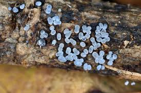 Attēlu rezultāti vaicājumam “Badhamia lilacina”