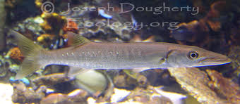 Image result for Sphyraena barracuda