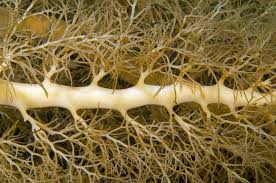 Attēlu rezultāti vaicājumam “Cystiphora sanguinea”