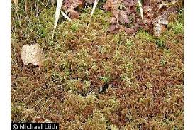 Attēlu rezultāti vaicājumam “Sphagnum quinquefarium”