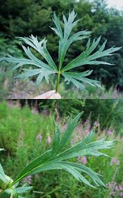 Image result for Aconitum napellus