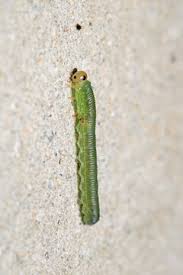 Attēlu rezultāti vaicājumam “Cimbex femoratus larva”