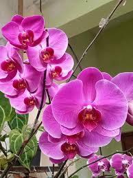 Attēlu rezultāti vaicājumam “Orchidaceae”