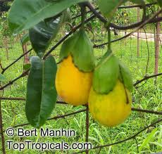 Attēlu rezultāti vaicājumam “Phleum phleoides fruit”