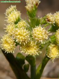 Attēlu rezultāti vaicājumam “Petasites spurius”