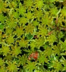 Attēlu rezultāti vaicājumam “Sphagnum angustifolium”