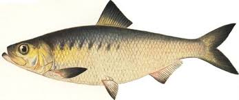 Image result for Alosa chrysochloris