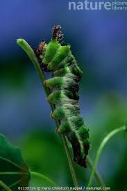 Attēlu rezultāti vaicājumam “Limenitis populi”