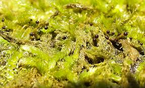 Attēlu rezultāti vaicājumam “Comatricha elegans var. microspora”