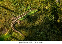 Attēlu rezultāti vaicājumam “Lacerta agilis male”