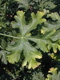 Attēlu rezultāti vaicājumam “Malva moschata leaf”