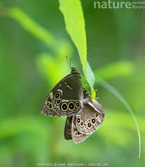 Attēlu rezultāti vaicājumam “Lopinga achine”