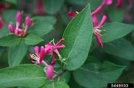 Attēlu rezultāti vaicājumam “Lonicera tatarica bud”